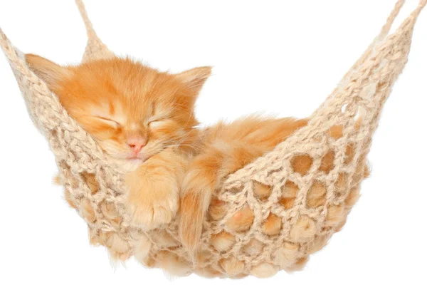 Cute red haired kitten sleeping in hammock — Stock Photo, Image