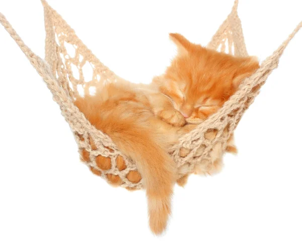 Cute red haired kitten sleeping in hammock — Stock Photo, Image