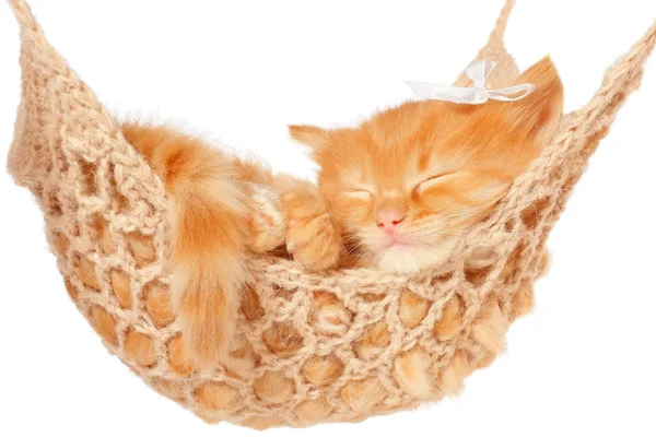 Cute red-haired kitten sleeping in hammock — Stock Photo, Image