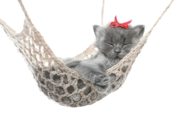 Carino gattino grigio in amaca — Foto Stock