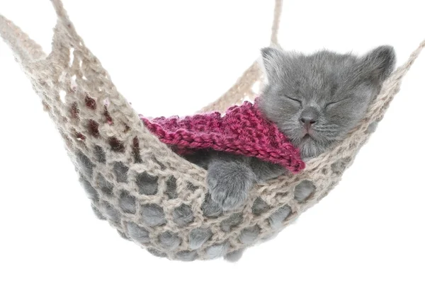 Carino gattino grigio sotto una coperta addormentato in un'amaca — Foto Stock