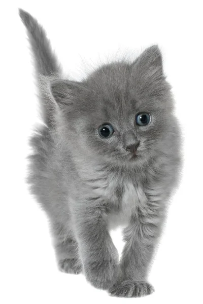 Mały kotek na białym tle — Zdjęcie stockowe