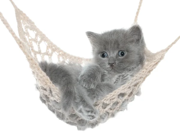 Lindo gatito gris en hamaca —  Fotos de Stock
