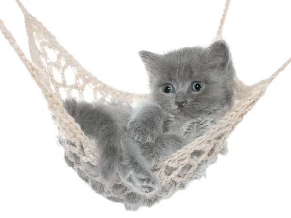 Cute gray kitten in hammock — Stock Photo, Image