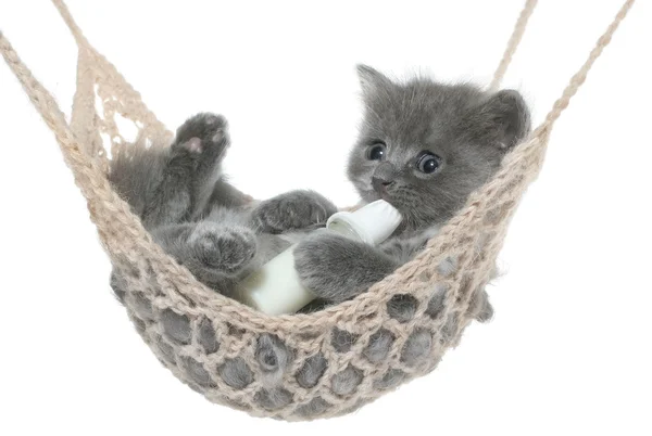 Gatinho cinza bonito chupa garrafa de leite em uma rede — Fotografia de Stock