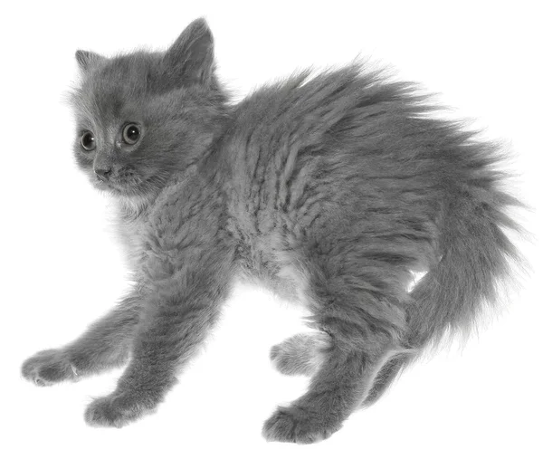 ลูกแมวสีเทากลัวแยก — ภาพถ่ายสต็อก