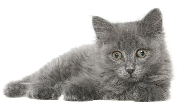 Small kitten — Stock Photo, Image