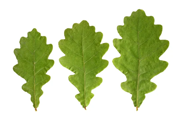 Three leafs of an oak — Stock Photo, Image