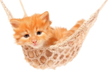 hamak de sevimli kırmızı saçlı kedi