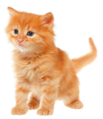 Turuncu kitten izole gider.