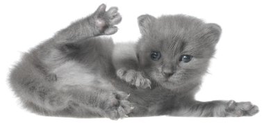 küçük gri stenografi kedi yavrusu oturma izole