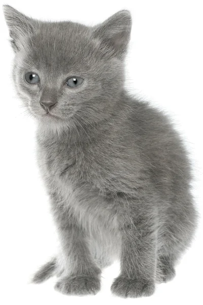 Küçük gri stenografi kedi yavrusu oturma izole — Stok fotoğraf