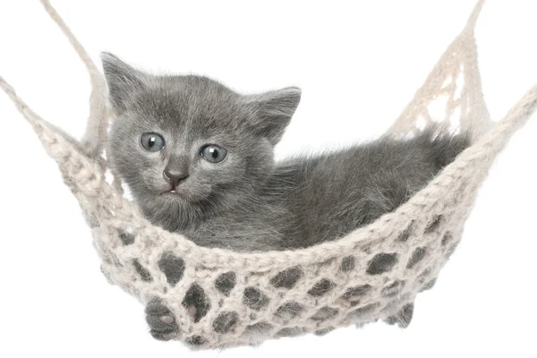 Leuk grijze katje in hangmat liggen — Stockfoto