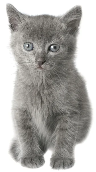 Malé šedé Těsnopis kotě sedící izolované — Stock fotografie