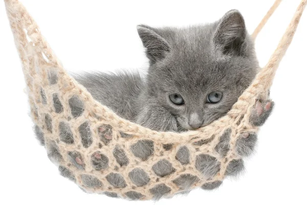 Kucing abu-abu lucu berbaring di tempat tidur gantung — Stok Foto