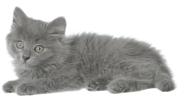 Kleine kitten — Stockfoto