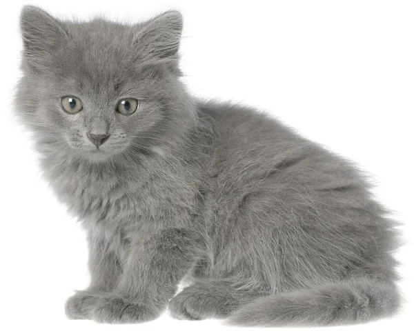 Small gray long haired kitten sitting — Stock Photo, Image