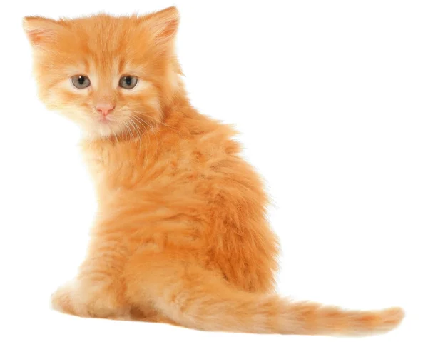 Gatito naranja sentado aislado — Foto de Stock