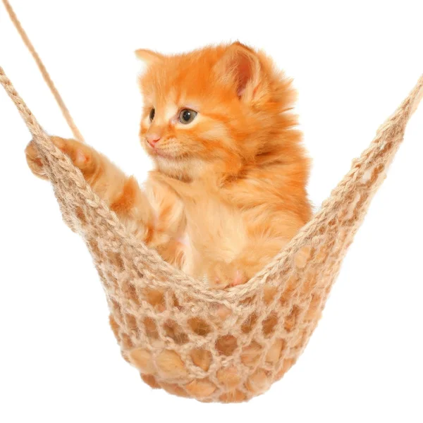 Słodkie czerwone włosy kotek w hamaku — Zdjęcie stockowe