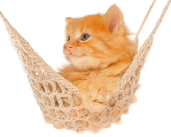 Cute red haired kitten in hammock — Stock Photo, Image