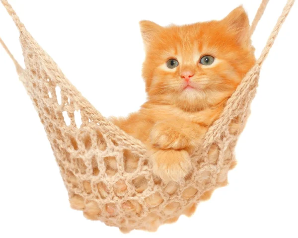 Niedliche rothaarige Kätzchen in der Hängematte — Stockfoto
