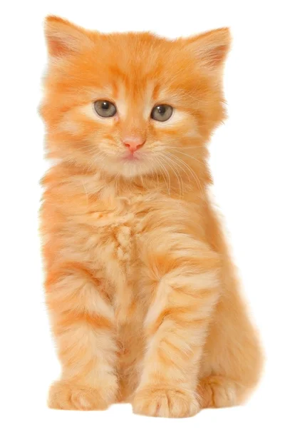 Gatito naranja sentado aislado —  Fotos de Stock