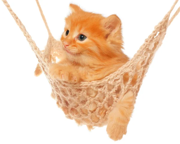 Cute red haired kitten in hammock — Stock Photo, Image