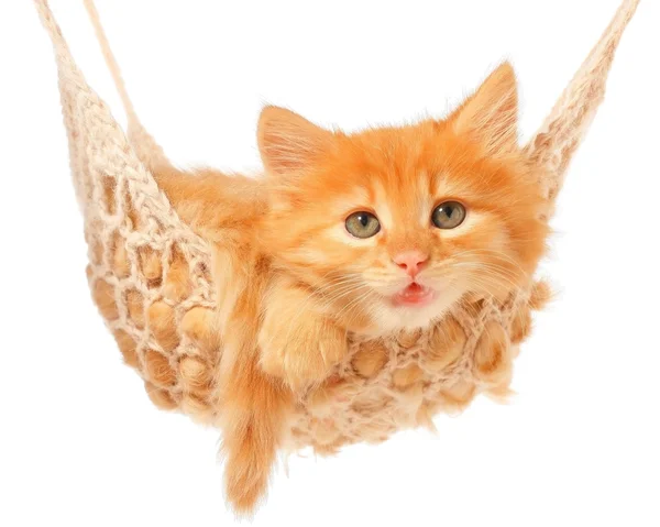Lindo gatito de pelo rojo en hamaca — Foto de Stock
