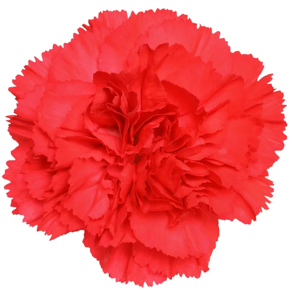 Flower of the carnation — Stock Photo, Image