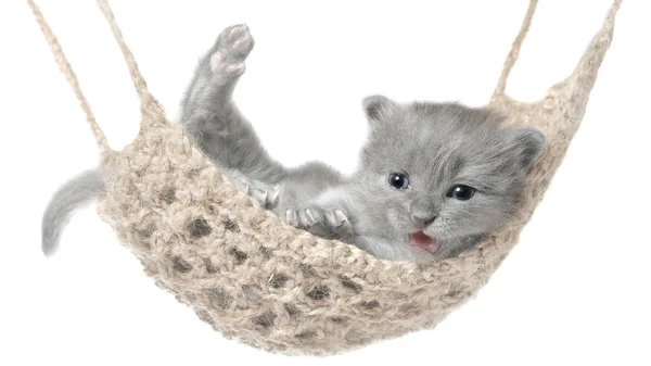 Hamakta yatan şirin gri kedicik — Stok fotoğraf