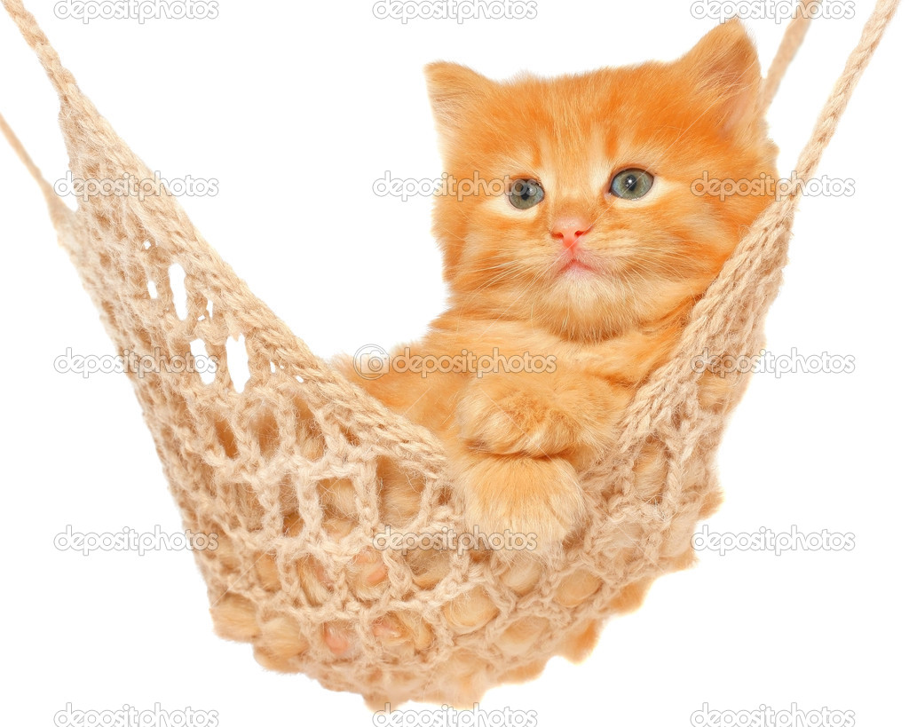 Chaton Roux Mignon En Hamac Image Libre De Droit Par Lugrish C