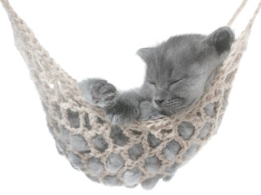 şirin Gri kedi hamakta yatıyordu.