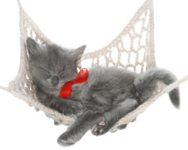 hamakta şirin Gri kedi uyur