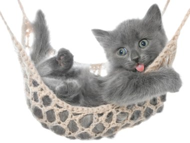 Cute gray kitten lying in a hammock and yawns clipart