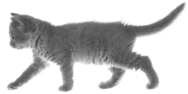 Gray kitten goes on a side view — Stock Photo, Image