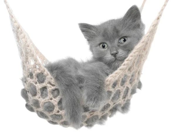 Cute gray kitten lying in hammock — Stock Photo, Image