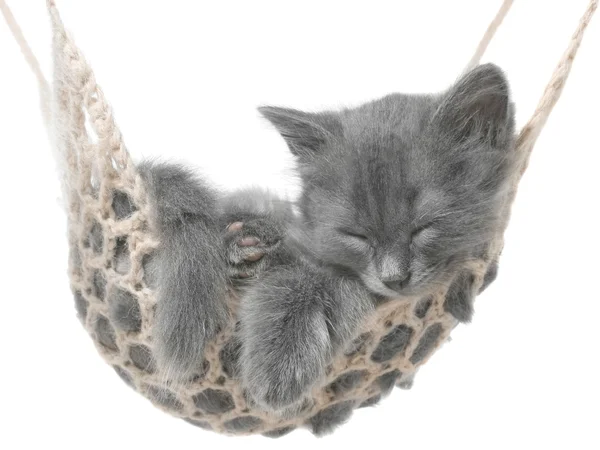 Симпатичный серый котенок спит в гамаке — стоковое фото