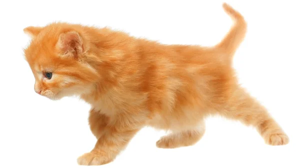 橙色小猫走 — 图库照片