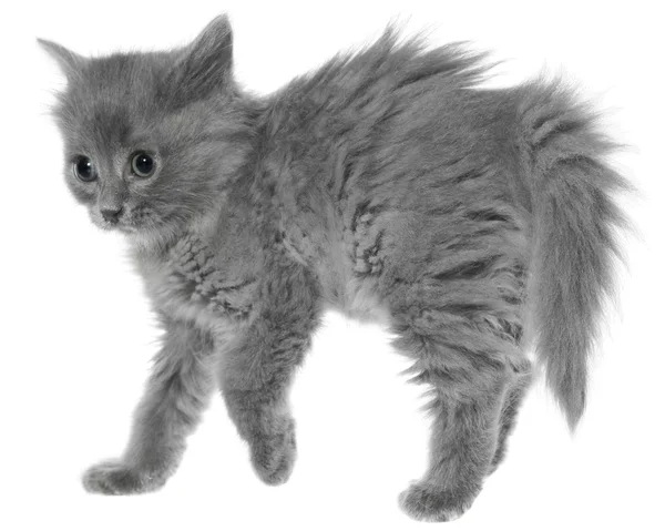 Asustado gris gatito aislado —  Fotos de Stock