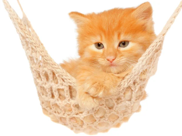 Mignon chaton aux cheveux rouges couché dans l'hamac — Photo