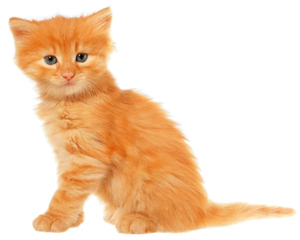 Gatito naranja sentado aislado — Foto de Stock