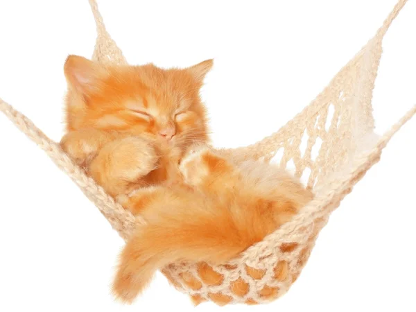 Roztomilé červené vlasy kotě spí v houpací síti — Stock fotografie