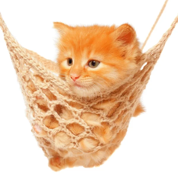 Cute red haired kitten lay in hammock — Stock Photo, Image