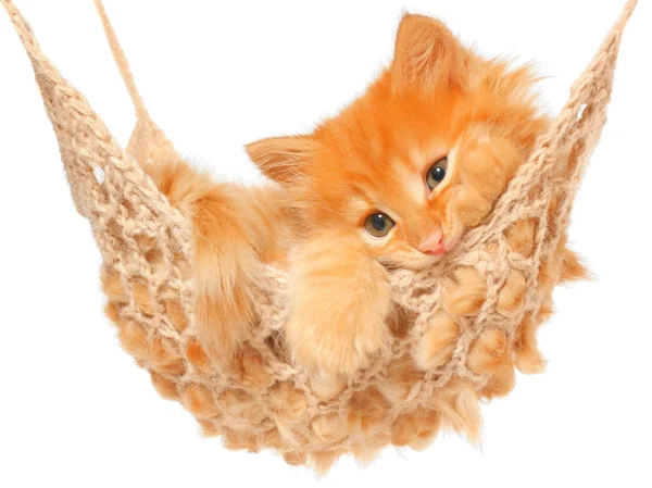 Cute red haired kitten in hammock — Stock Photo, Image