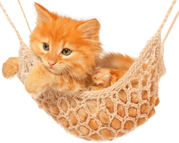 Kırmızı saçlı sevimli kedi yavrusu hamakta yatıyordu.