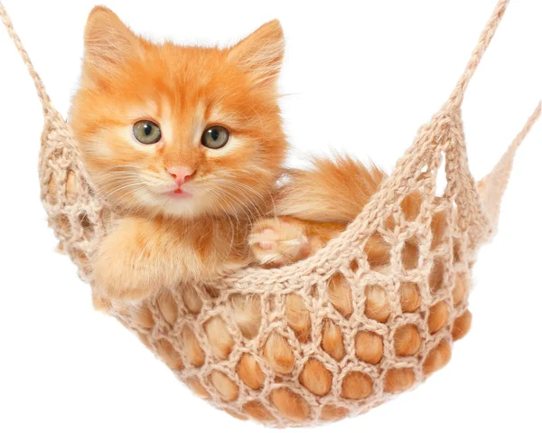 Cute red haired kitten lay in hammock — Stock Photo, Image