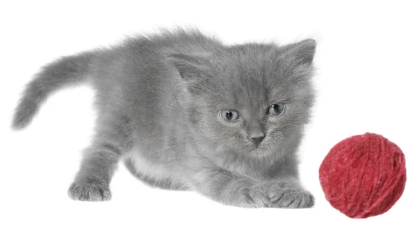 Small kitten playing with a ball of yarn — Stock Photo, Image