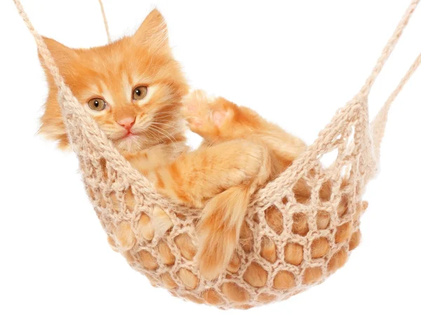 Cute red haired kitten lie with in hammock. — Stock Photo, Image