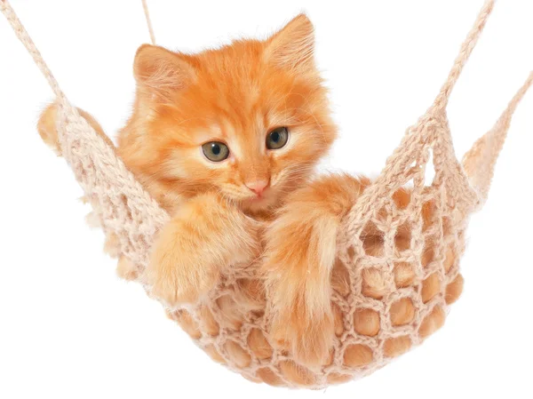 Cute red haired kitten sleeping in hammock — Stock Photo, Image