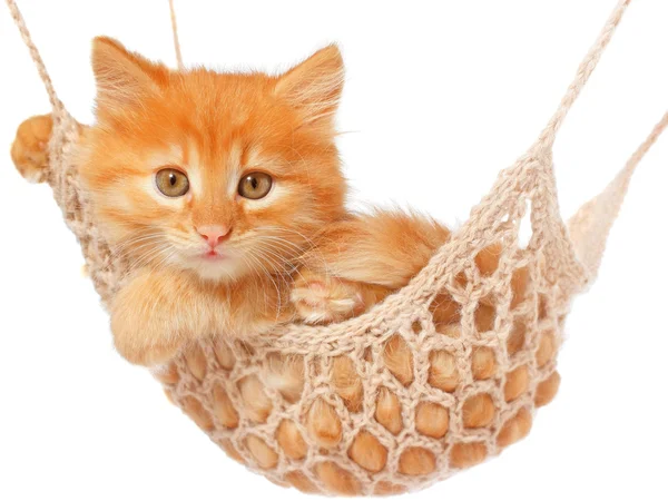 Cute red haired kitten lay in hammock. — Stock Photo, Image